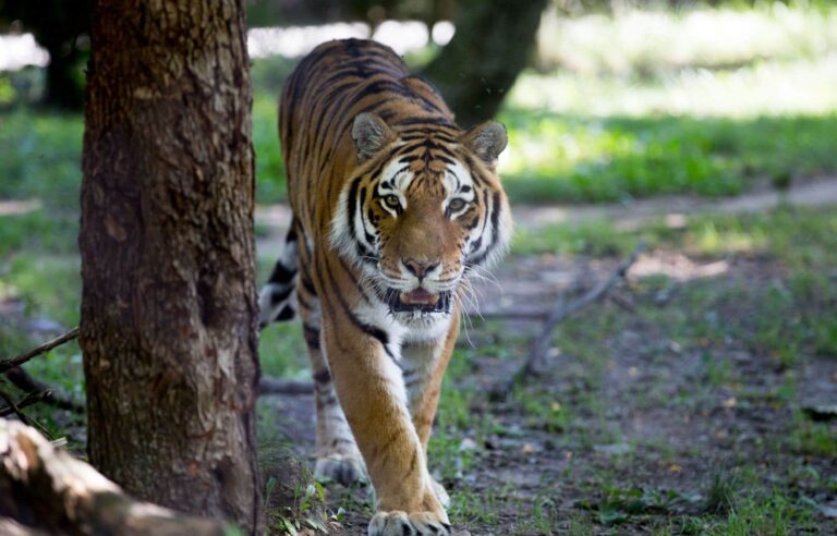 130 union members of the Granby Zoo go on strike