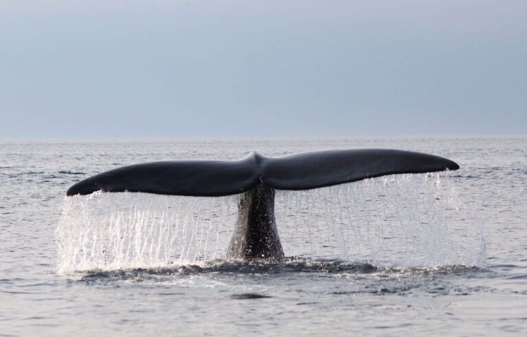 A black whale entangled in the Gulf of St. Lawrence