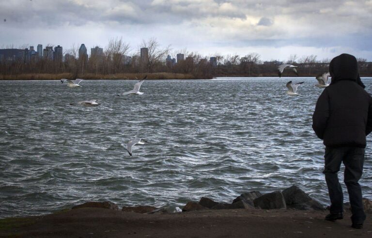 A mysterious and worrying oil slick is polluting the banks of the Saint-Laurent in Pointe-aux-Trembles