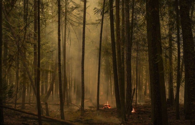 A new forest fire detection system based on artificial intelligence