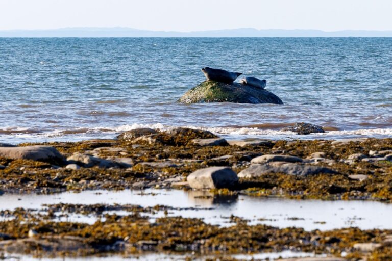 “A seal is like a rat” | Ottawa wants to control the “predators of the sea”