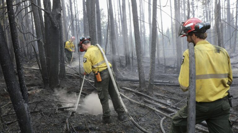 Alaska, Canada, Russia… Fires intensify in boreal forests