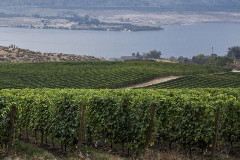 American grapes to help Okanagan vineyards?