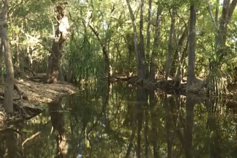 Australia | Remains of teenage girl found after crocodile attack