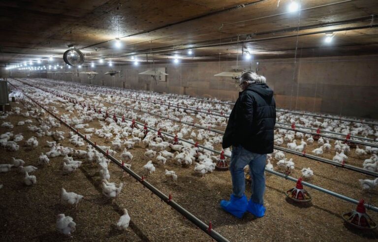 Avian flu: trauma among producers