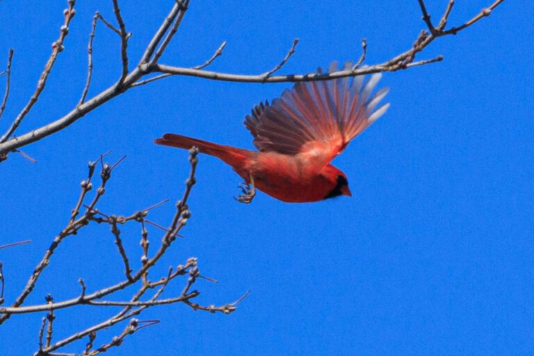 Bird Protection | New Construction Standards in Saint-Laurent