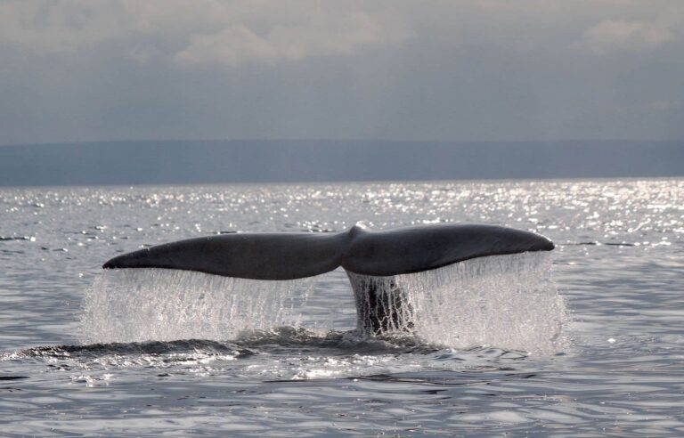 Black whale entangled in the St. Lawrence has been freed