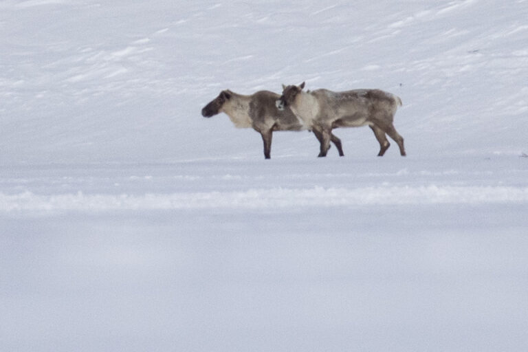 Bloc accuses Liberals of making woodland caribou a partisan issue