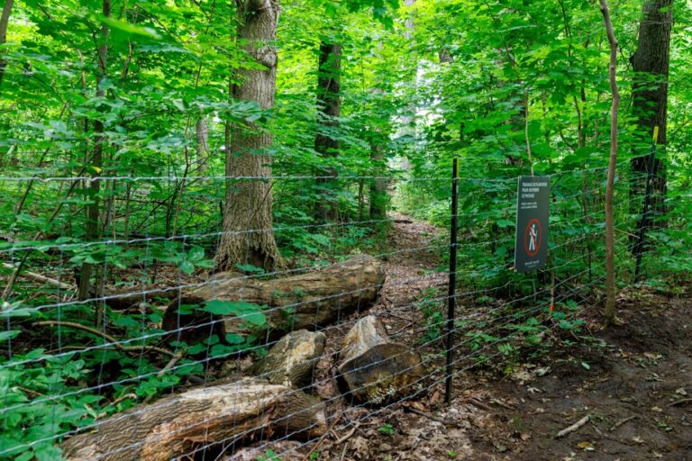 Blue Planet, Green Ideas | Mount Royal Park on a Mission to Protect Endangered Plants