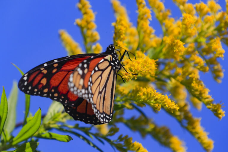 Blue Planet, Green Ideas | Saving Butterflies, One at a Time