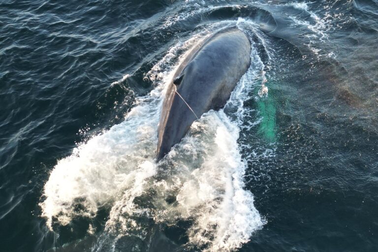 British Columbia | Whale trapped in fishing gear freed