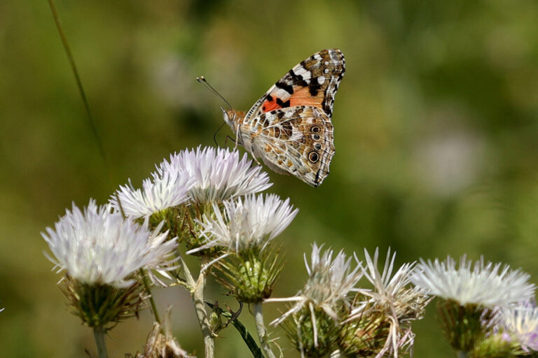 Butterflies can pollinate flowers using electricity