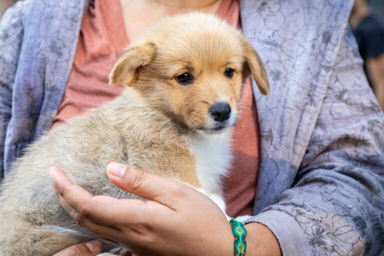 Canada-US border | New rules for dogs abandoned