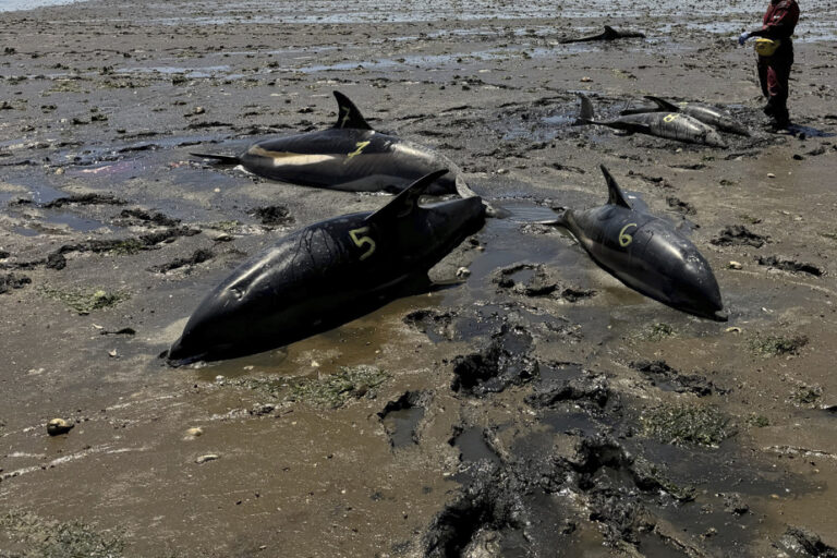 Cape Cod Coastline | Stranding of 146 dolphins is largest in U.S. history