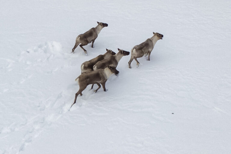 Caribou Protection and Forestry | Federal Decree Impact Less Significant Than Expected