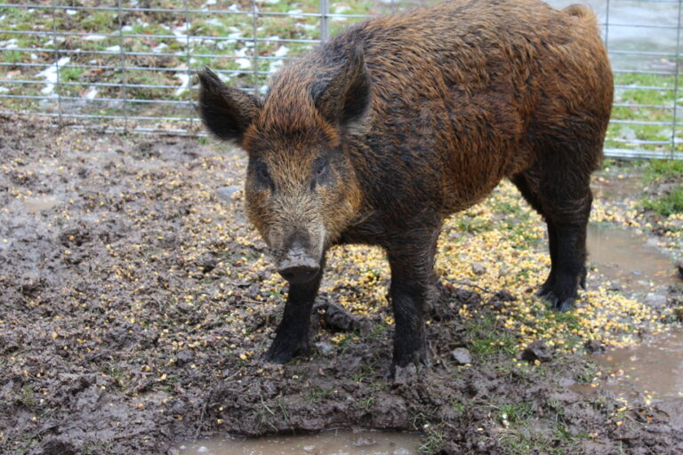 Centre-du-Québec | Wild boars have been spotted roaming free