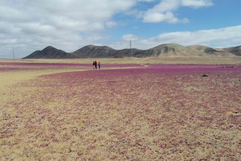 Chile | Unusual rains bring flowers to the arid Atacama Desert