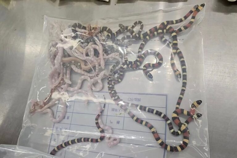 China | Caught with over 100 live snakes in pockets