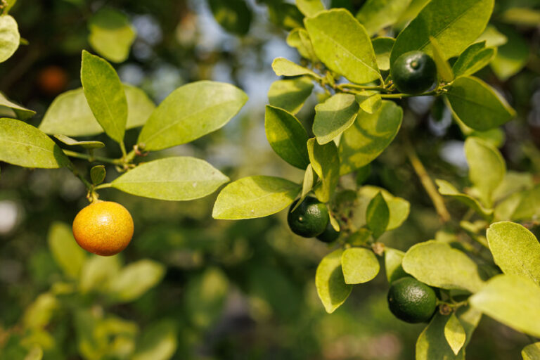 Citrus exports | Arbitration of a dispute between the European Union and South Africa