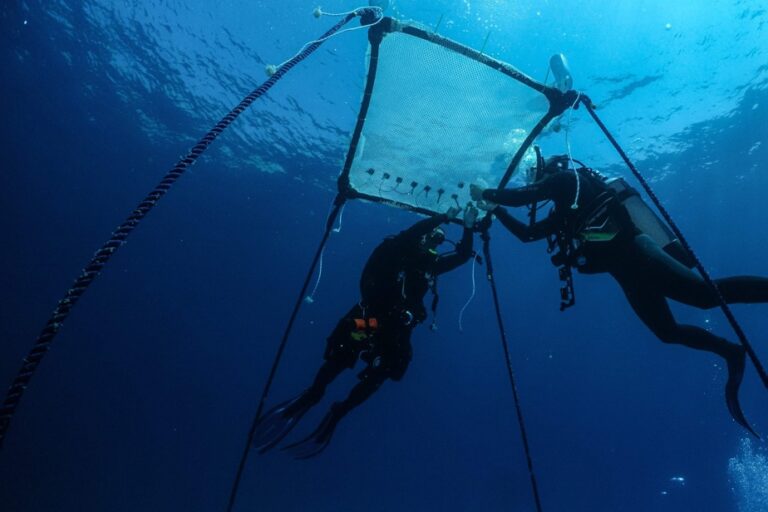 Cyprus | The first floating coral nursery in the Mediterranean