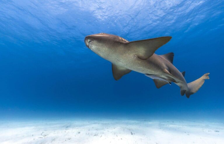 Dancing with sharks in French Polynesia