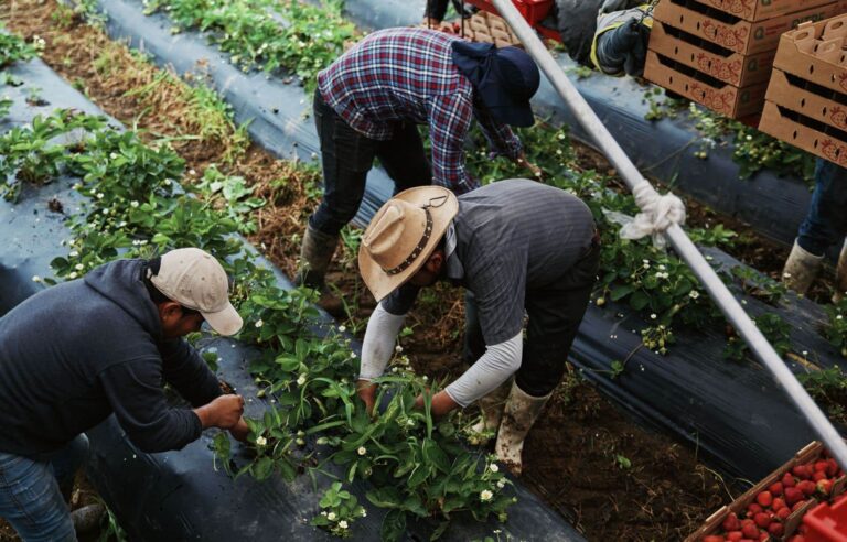 Developing strawberry cultivation in Quebec to compete with American producers