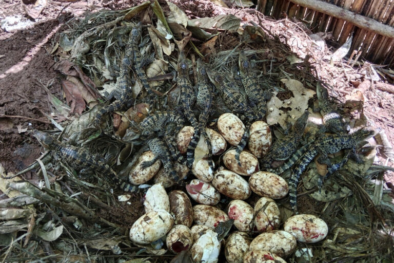 Endangered Species | Cambodia: Rare Siamese Crocodile Egg Hatches