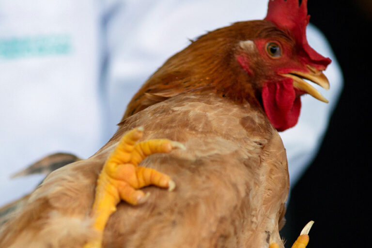 Farm Workers | Four New Cases of Avian Flu Confirmed in the United States