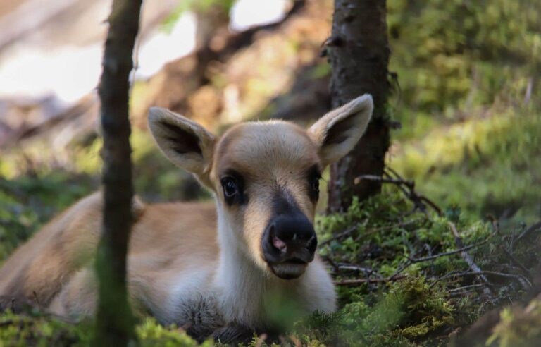 Federal Caribou Decree Would Have Little Impact on Forestry Possibilities