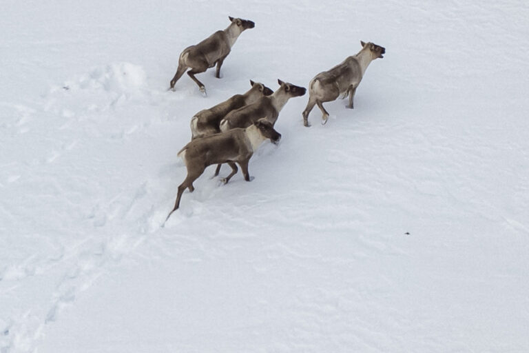 Federal caribou protection measures | Uncertainty persists over job losses