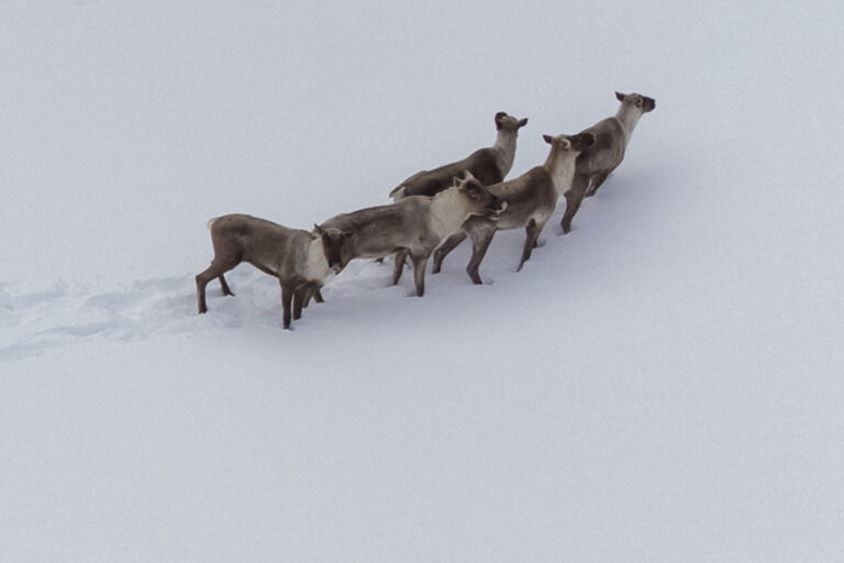 Federal decree for the protection of caribou | Achieving carbon neutrality in danger, says Quebec