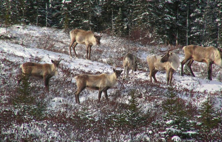 Federal government to ban logging on 1.6 million hectares to protect caribou