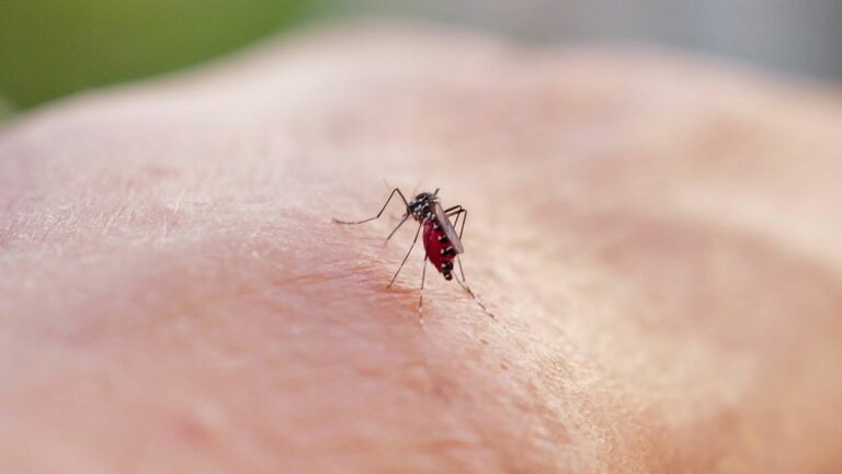 First indigenous case of dengue fever of the year in France reported in Hérault