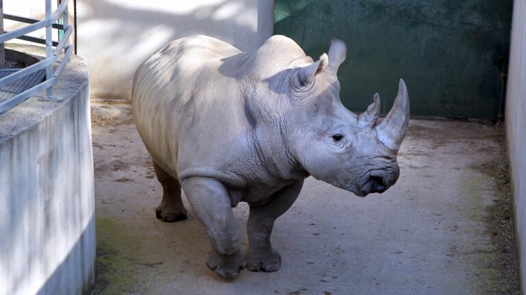 For the first time, a white rhinoceros is born at Montpellier Zoo