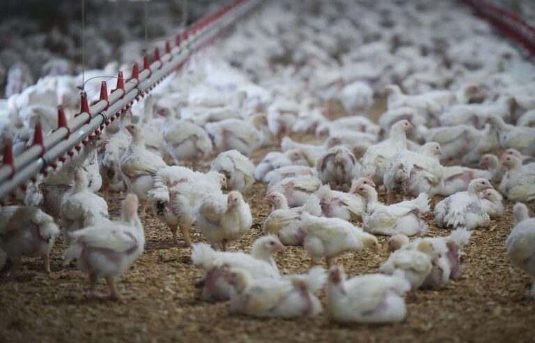 Four new human cases of bird flu confirmed in the United States