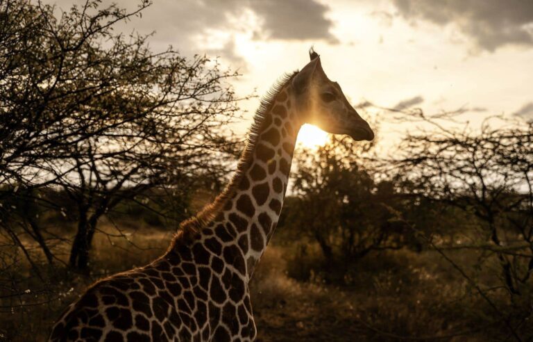 Giraffes to ensure peace between two Kenyan ethnic groups