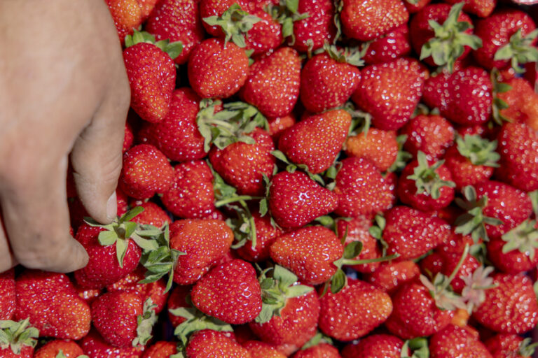 Global warming | Strawberry harvests on the verge of decline