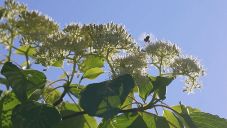 Global warming promotes pollen allergies