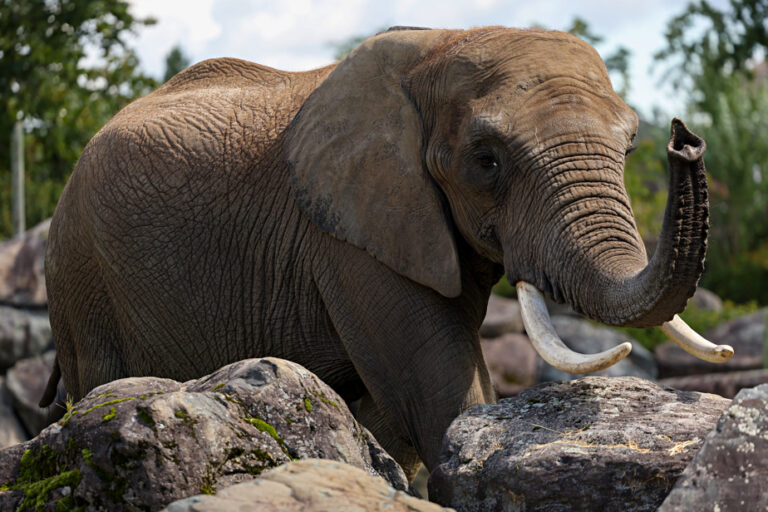 Granby Zoo | Management triggers a lockout for some of its employees