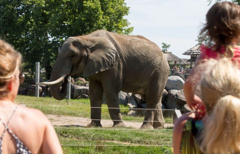 Granby Zoo management triggers a lockout for some of its employees