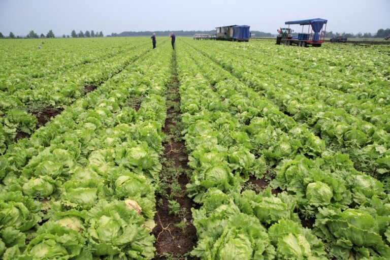 Harvest season gets off to a good start