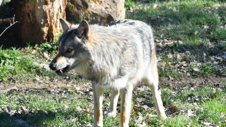 “If this continues, the future of the wolf is threatened in the medium and long term,” fears France Nature Environnement