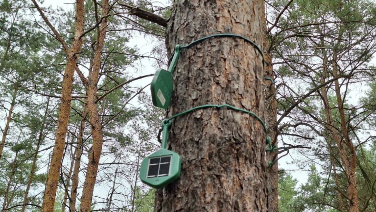 In Germany, forests are being equipped with sensors to detect fires