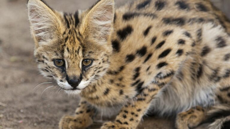 In Hérault, this town hall wants to be reassuring after reports of a “big cat” in the area