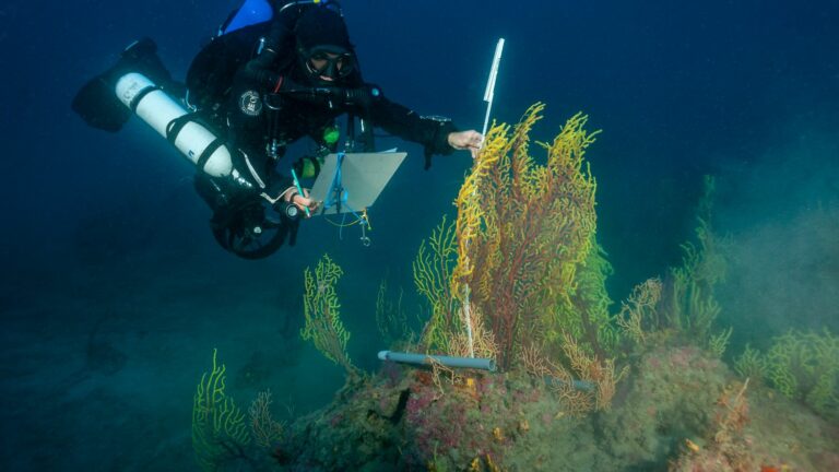 In Marseille, an association takes care of gorgonians, a species of coral