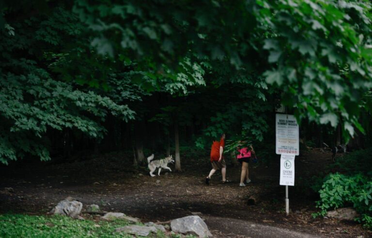 In Montreal, conflict over the presence of dogs without leashes in Summit Woods