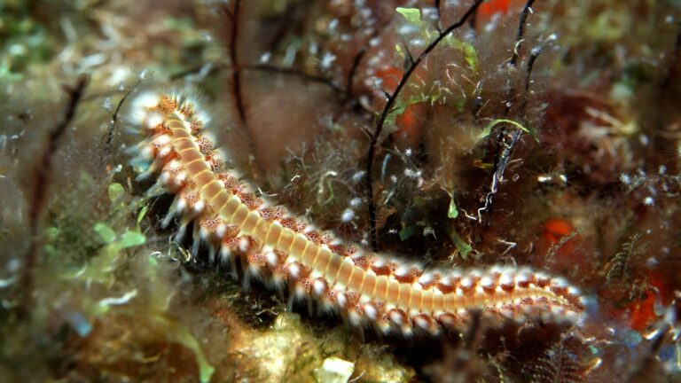 Inflammations, burns, danger for the ecosystem… The “fire worm” is proliferating in the Mediterranean and is causing concern