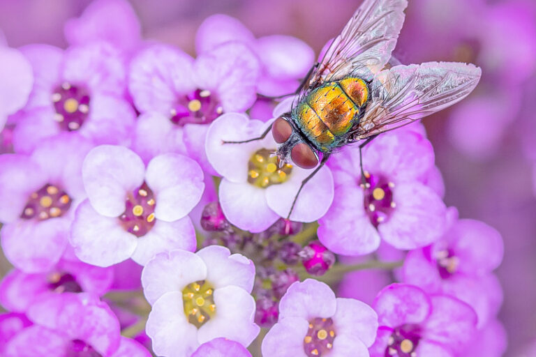 Insectarium | Foraging and other essential actions