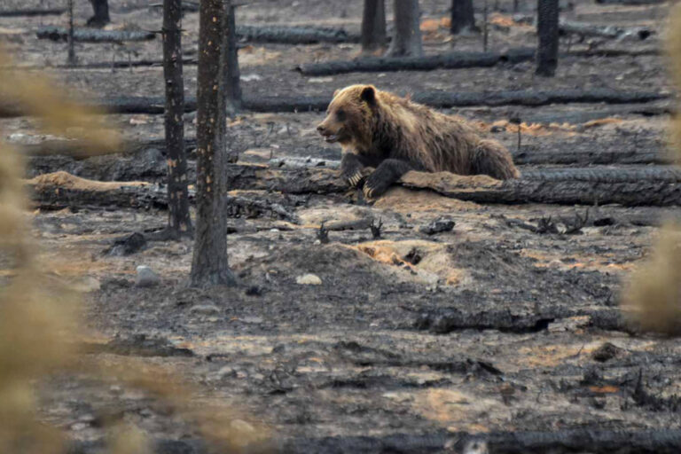 Jasper wildfire | Parks Canada says it has done everything it can to avoid the worst