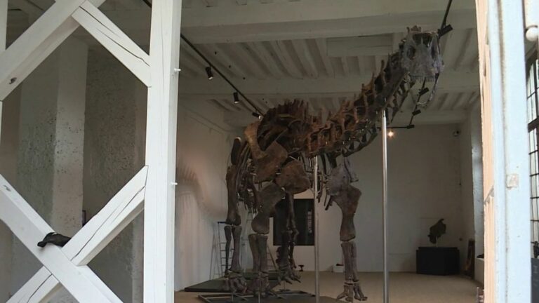 Largest dinosaur ever auctioned on display